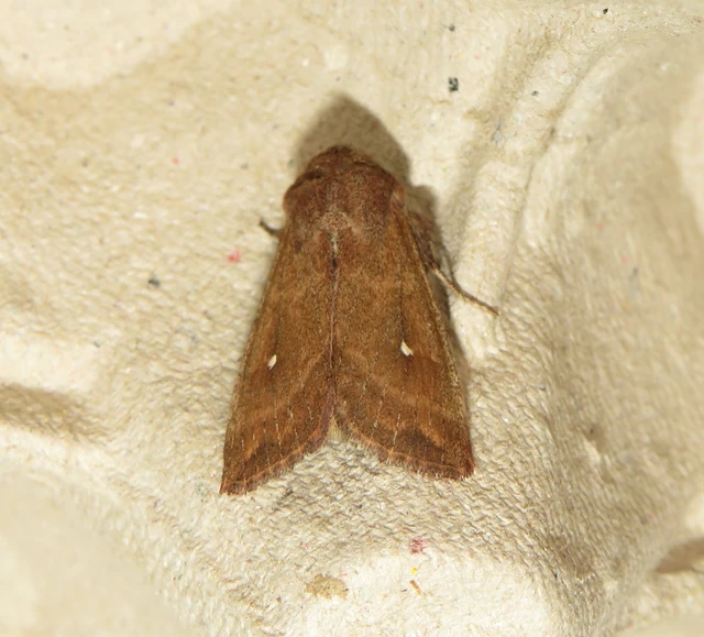 Mythimna albipuncta - fehérpettyes rétibagoly