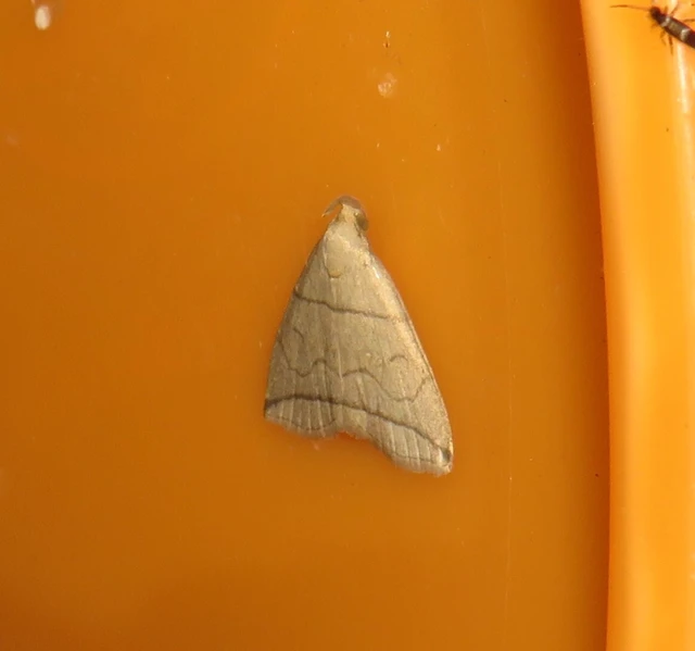 Herminia grisealis - ligeti karcsúbagoly