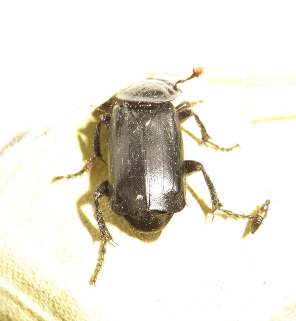 Nicrophorus humator - fekete temetőbogár