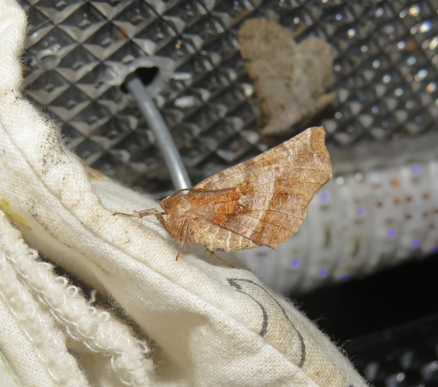 Selenia dentaria - kétfoltos holdasaraszoló