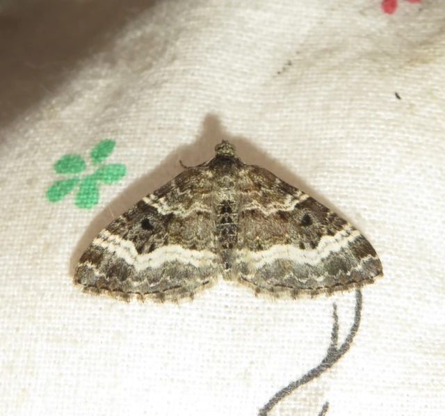 Epirrhoe alternata - galaj-tarkaaraszoló