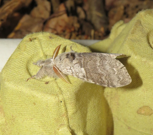 Calliteara pudibunda - hamvasszövő