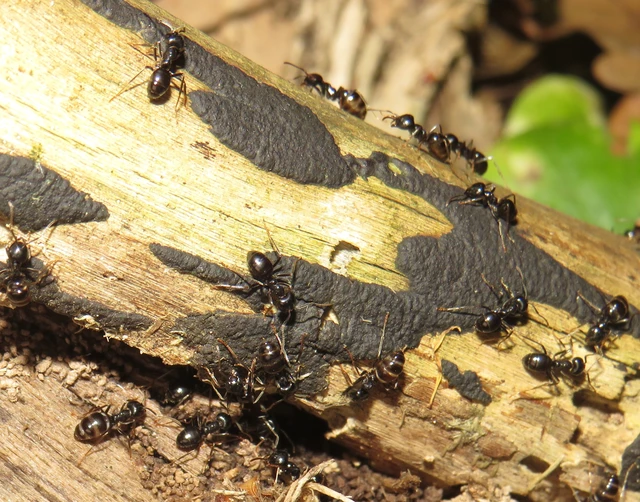 Lasius fuliginosus - kartonépítő fahangya