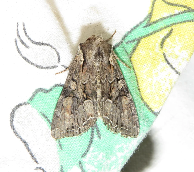 Lacanobia thalassina - borbolya-kertibagoly