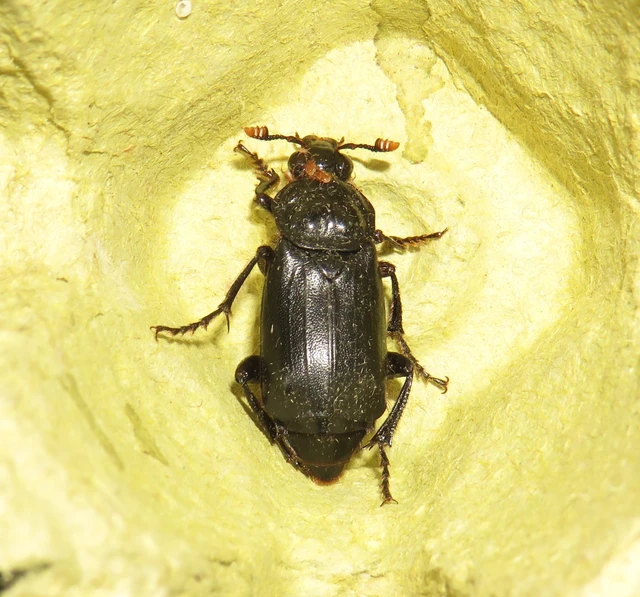 Nicrophorus humator - fekete temetőbogár