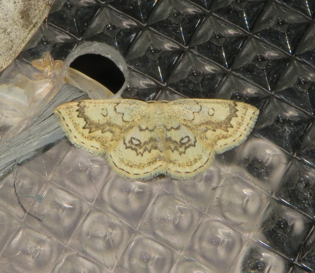 Cyclophora annularia - gyűrűs pettyesaraszoló