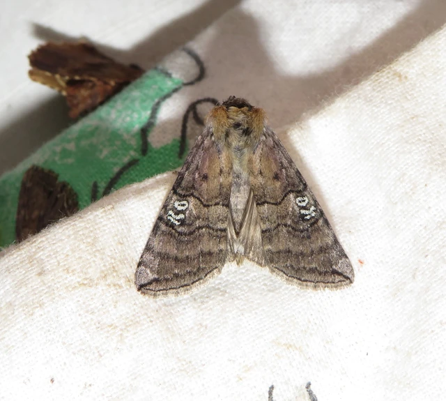 pápaszemes pihésszövő - Tethea ocularis