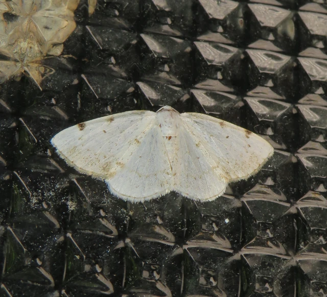 Lomographa bimaculata - kétpontos fehéraraszoló