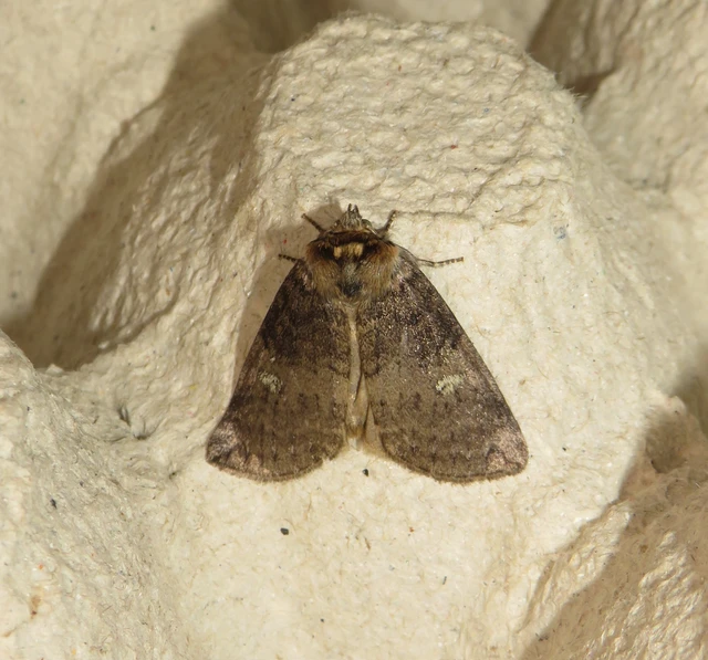 Tethea or - bélyeges pihésszövő