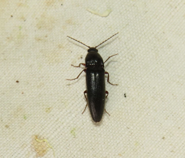 Melanotus