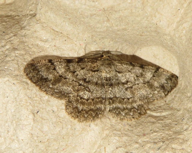 Hypomecis punctinalis - pettyes faaraszoló