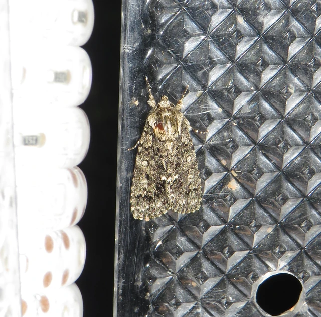 Acronicta rumicis - sóska-szigonyosbagoly Acronicta rumicis - sóska-szigonyosbagoly