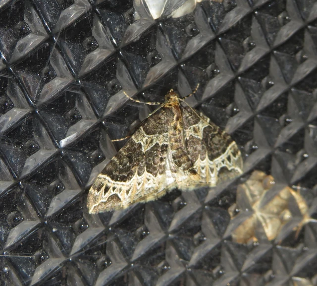 Ecliptopera silaceata - barna tarkaaraszoló