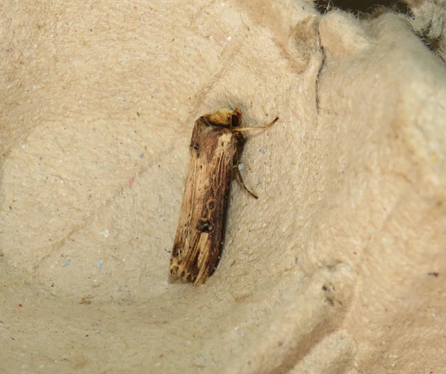 Axylia putris - vonalkás földibagoly