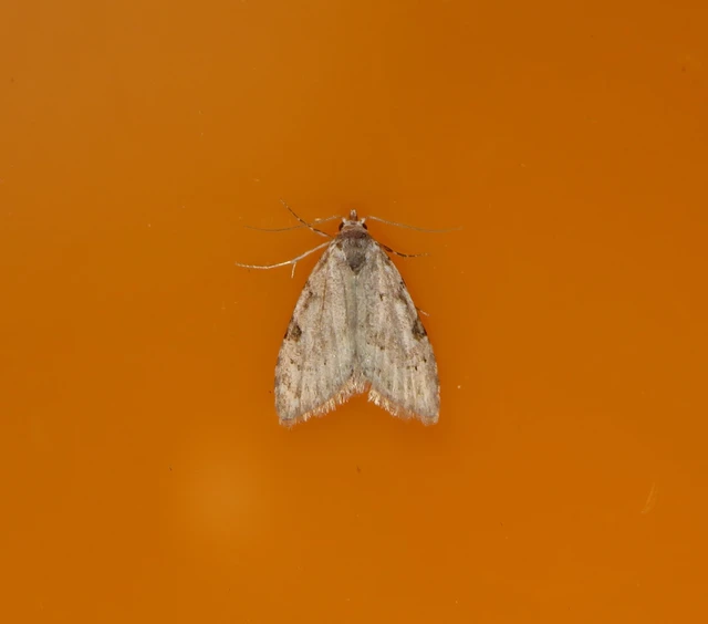 Nola confusalis - apró pamacsosszövő