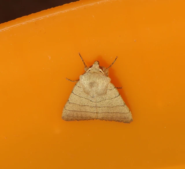 Charanyca trigrammica - háromsávos lombbagoly
