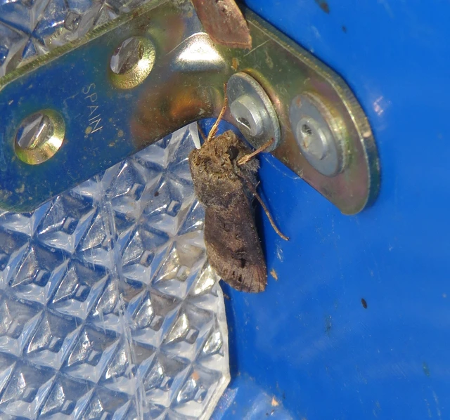 Agrotis ipsilon - nagy földibagoly