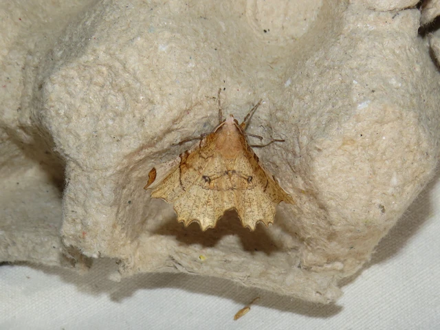 Selenia lunularia - egyfoltos holdasaraszoló