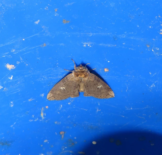 Tethea or - bélyeges pihésszövő
