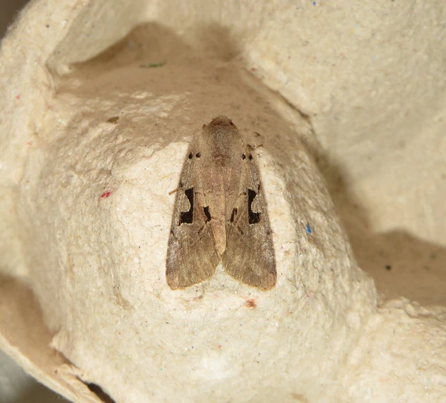 feketefoltos barkabagoly - Orthosia gothica