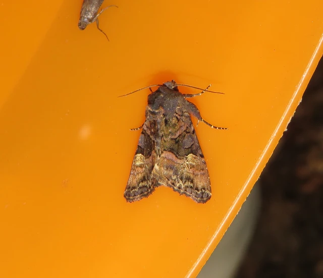 Euplexia lucipara - szeder-csipkésbagoly