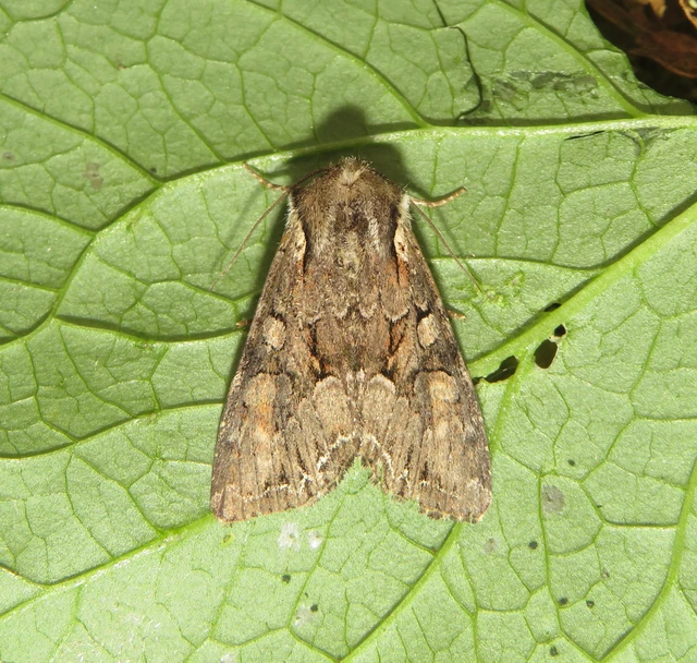 Lacanobia thalassina - borbolya-kertibagoly