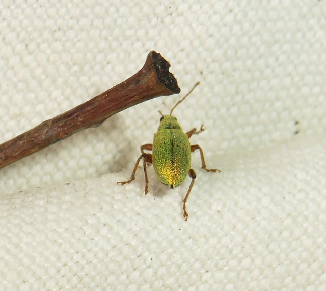 ezüstös levélormányos - Phyllobius argentatus