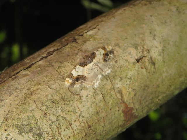 Ligdia adustata - barna levélaraszoló