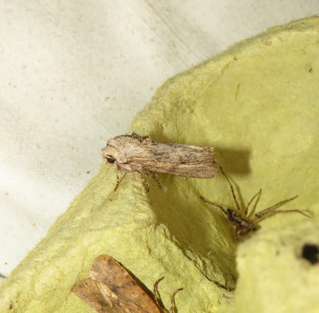 Egira conspicillaris - változékony szürkebagoly