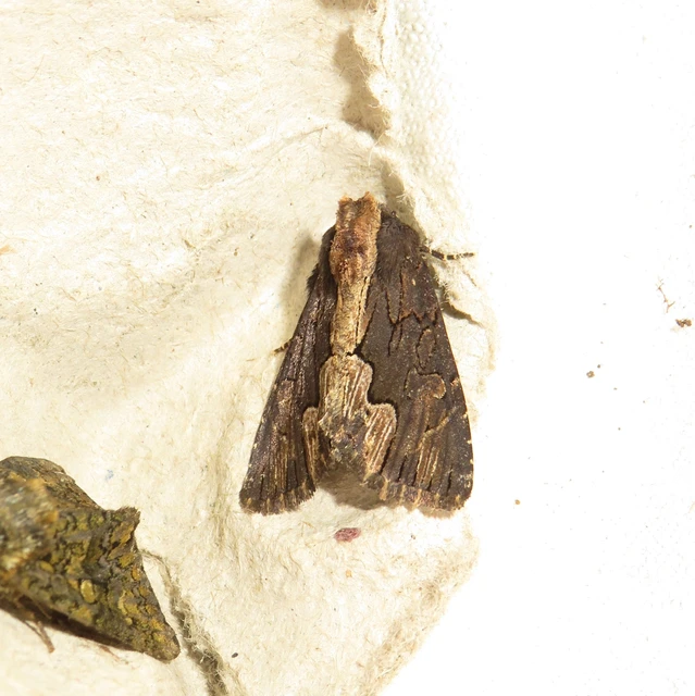 Dypterygia scabriuscula - szurokbarna nyáribagoly