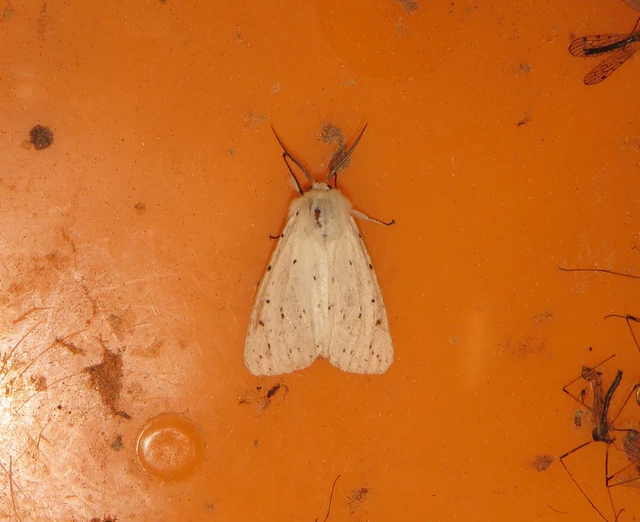 Spilosoma lubricipedum - tejszínű medvelepke