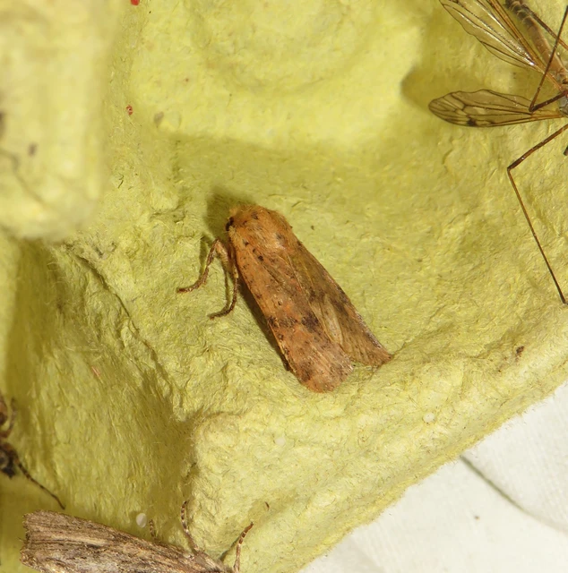 Conistra rubiginea - vörös őszibagoly