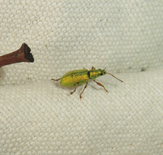 Phyllobius argentatus - ezüstös levélormányos