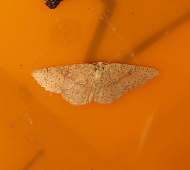 Cyclophora porata - körös pettyesaraszoló