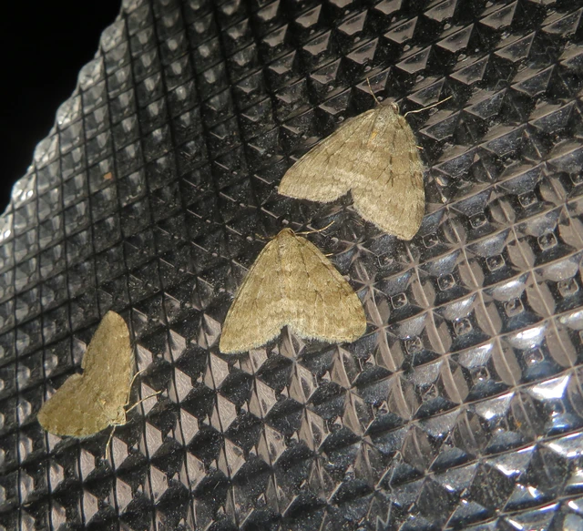 Epirrita christyi/dilutata