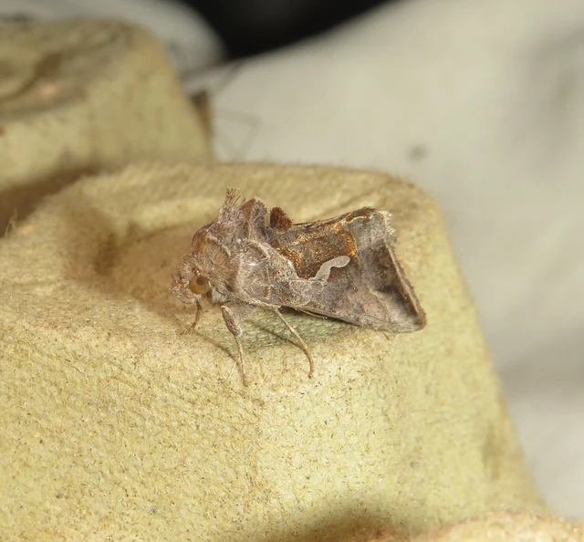 Macdunnoughia confusa - cseppfoltos ezüstbagoly