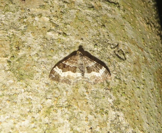 Epirrhoe alternata - galaj-tarkaaraszoló