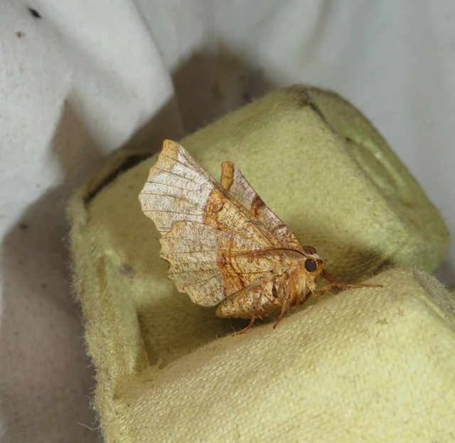 Selenia lunularia - egyfoltos holdasaraszoló