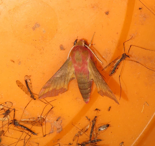 Deilephila porcellus - piros szender