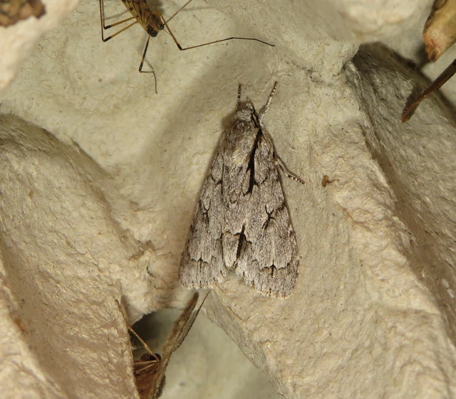 Acronicta cuspis/tridens/psi
