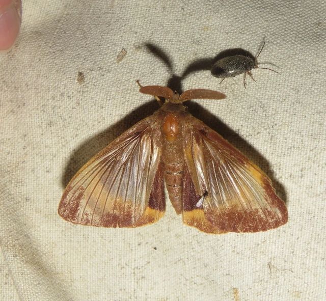 Lasiocampa quercus - tölgyfaszövő