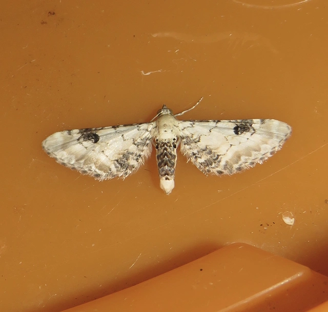Eupithecia centaureata - búzavirág-törpearaszoló