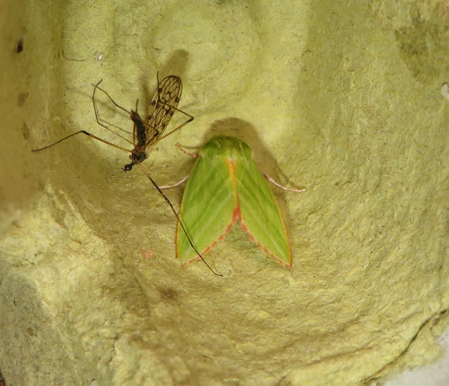 Pseudoips prasinana - bükkfa-zöldbagoly
