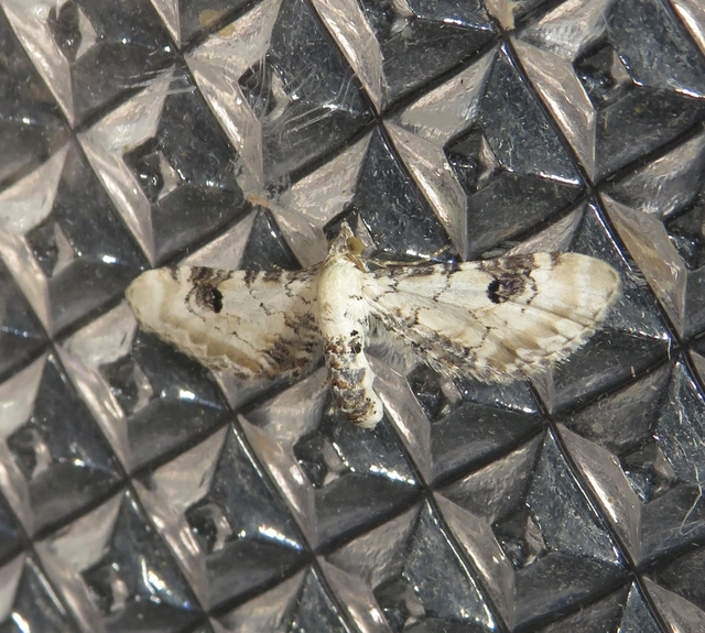 Eupithecia centaureata - búzavirág-törpearaszoló