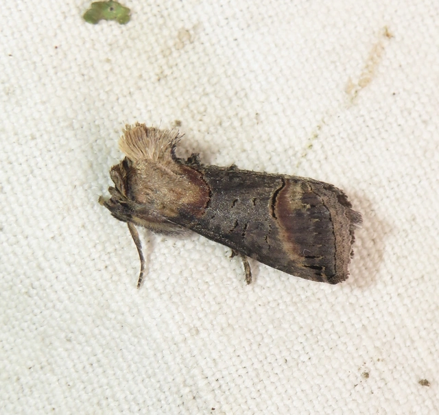 közönséges csalánbagoly - Abrostola triplasia