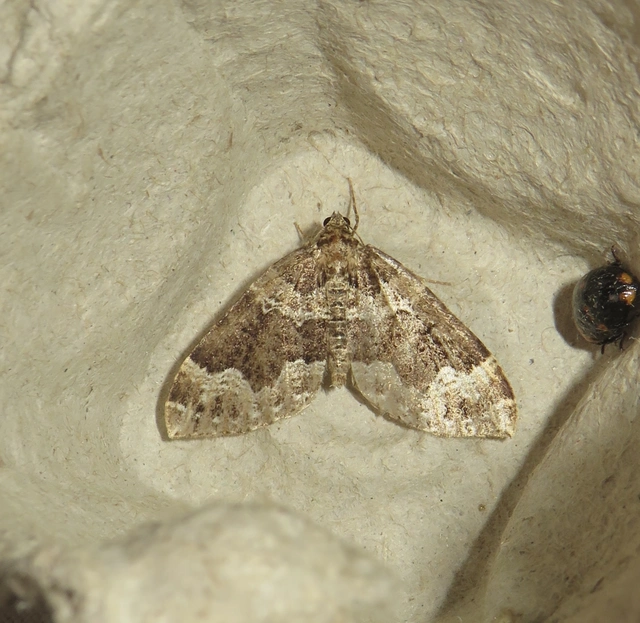 füstös araszoló - Lampropteryx suffumata