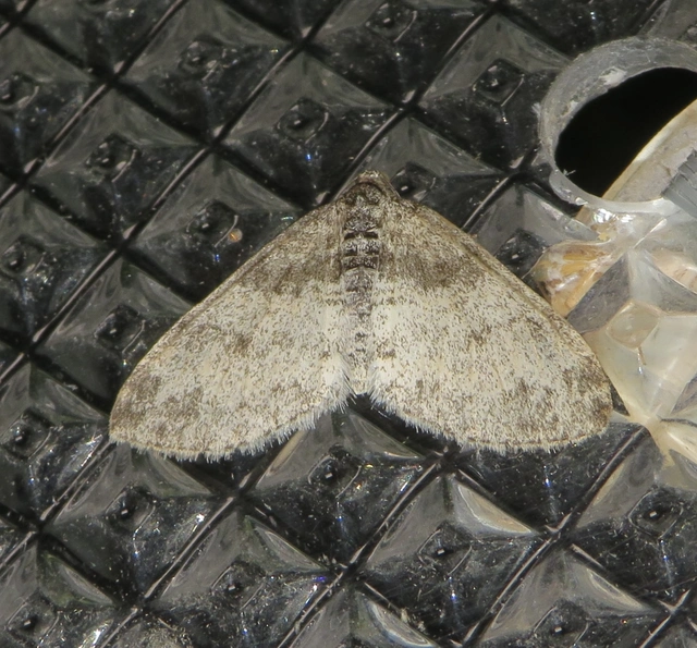 szárnyfüggelékes araszoló - Lobophora halterata