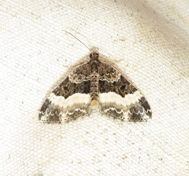 fogassávú tarkaaraszoló - Euphyia unangulata