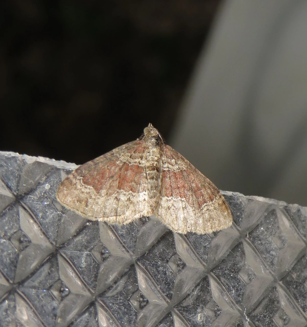 Xanthorhoe ferrugata - kerti tarkaaraszoló