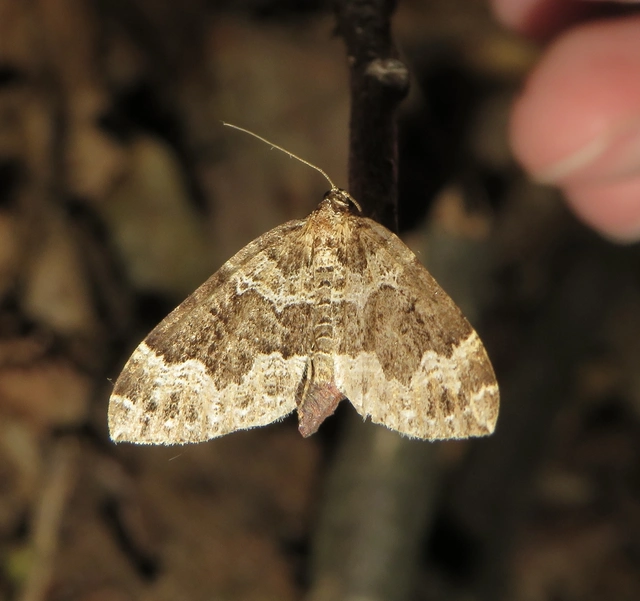 Lampropteryx suffumata - füstös araszoló